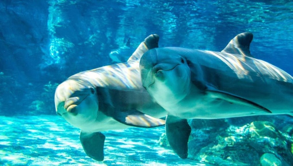 Delfines en SeaWorld