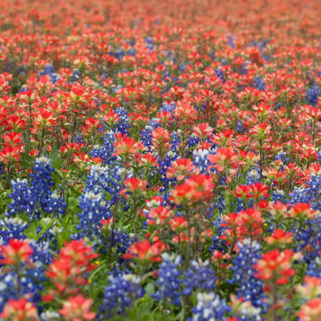 campos de bluebonnets, la flor oficial de Texas.