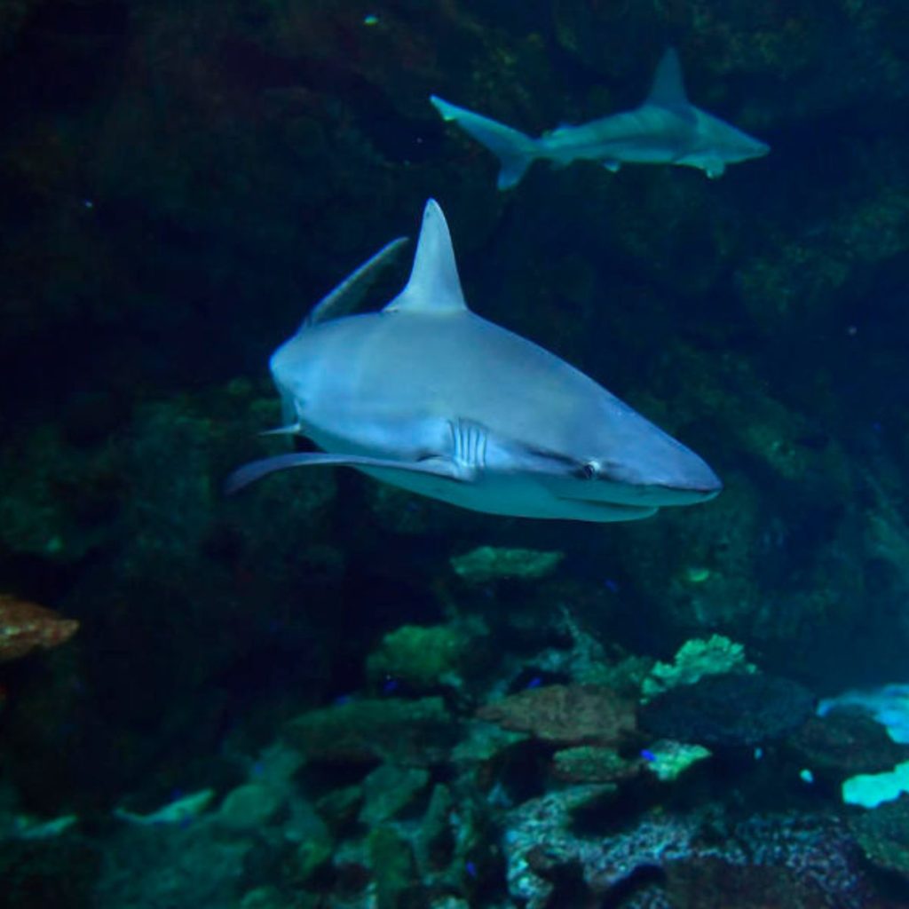 Acuario en Las Vegas.